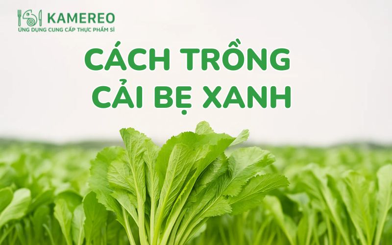 Cách trồng cải bẹ xanh và chăm sóc đơn giản tại nhà