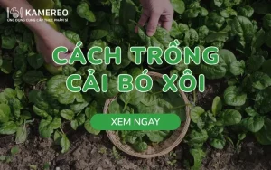 Cách trồng cải bó xôi chịu nhiệt đơn giản, lên nhanh như nấm tại nhà