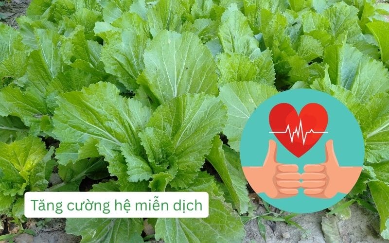 Vitamin C và chất chống oxy hóa trong cải xanh hỗ trợ miễn dịch mạnh mẽ