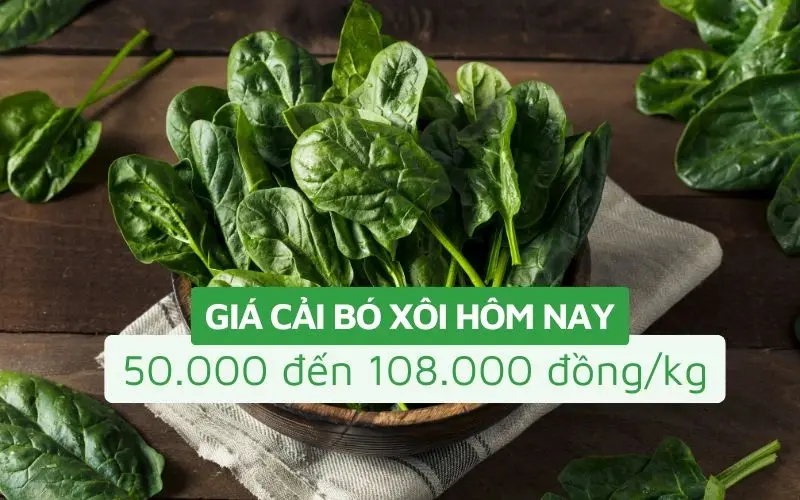 Giá cải bó xôi dao động từ 21.000 - 108.000 đồng, thay đổi tùy loại trồng và thời điểm mua