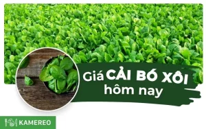 Cải bó xôi bao nhiêu 1kg? Cách chọn mua rau chân vịt tươi ngon