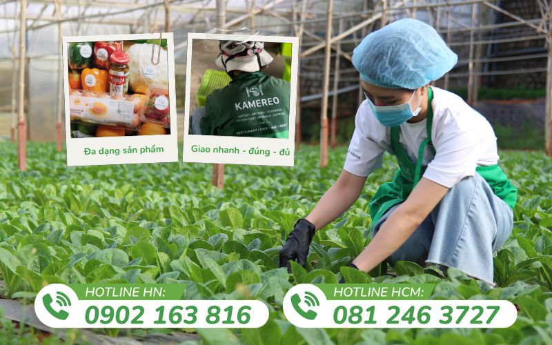 Cần tìm nhà cung cấp rau sạch thì tham khảo ngay Kamereo