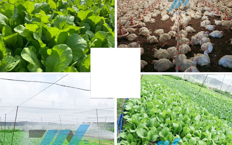 Công ty Thành Nam chuyên cung cấp rau sạch tại khu vực phía Nam