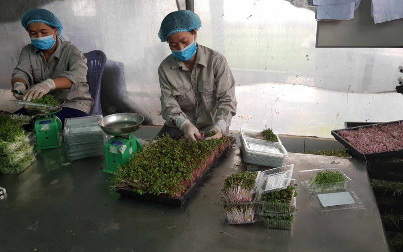 Tấn Tài Food cung cấp rau mầm tươi sạch, không sử dụng hóa chất