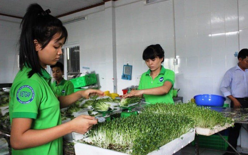 Vifood nổi bật với các sản phẩm rau mầm tươi ngon, chất lượng