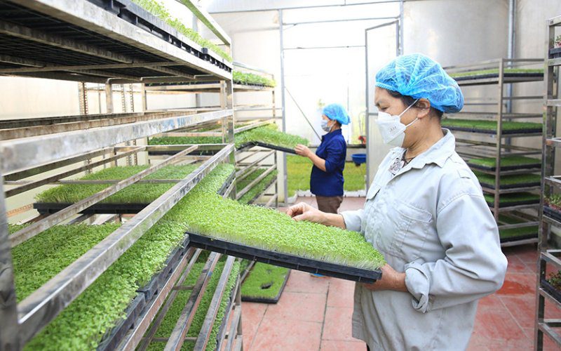 Vinasafl với hệ thống sản xuất và phân phối rau mầm chuyên nghiệp