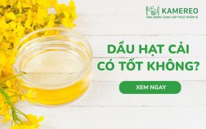 Dầu hạt cải có tốt không? Lợi ích và lưu ý khi dùng dầu hạt cả