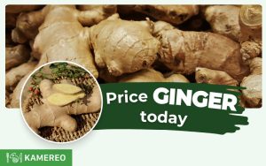 How much is 1 kg of ginger? Today’s fresh ginger price
