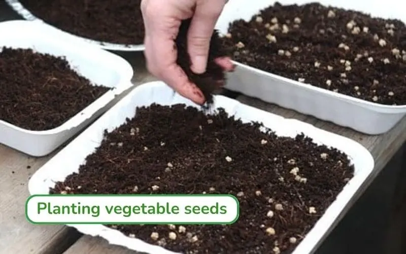 Sprouted mustard green seeds ensure high germination rates
