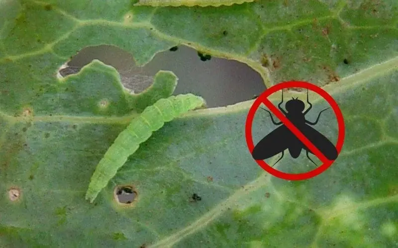 Use biological solutions to safely prevent pests on mustard greens