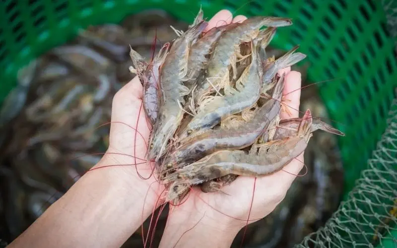 Fresh shrimp have bright shells, a light smell, firm bodies, and are not slimy