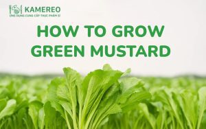 How to Grow Mustard Greens and Simple Home Care