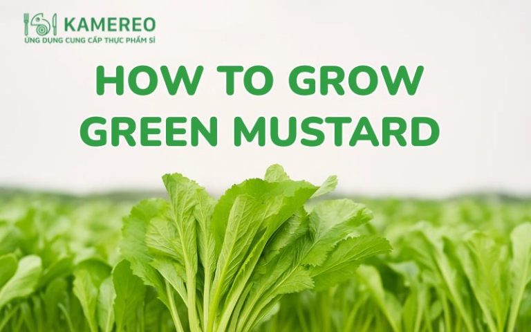 How to Grow Mustard Greens and Simple Home Care