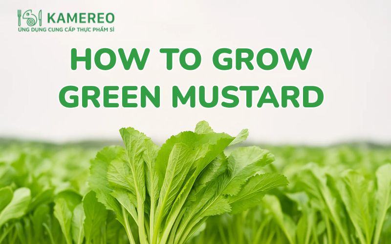 How to Grow Mustard Greens and Simple Home Care