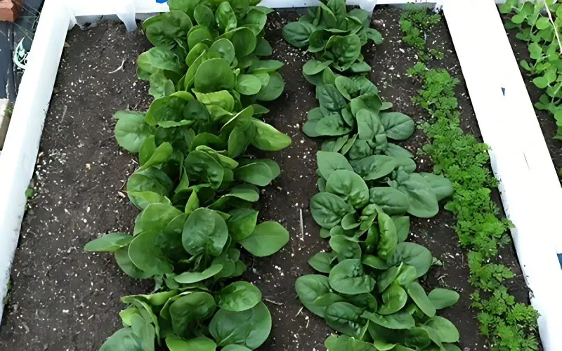 Utilize readily available items like foam boxes and plastic bottles to grow spinach at home
