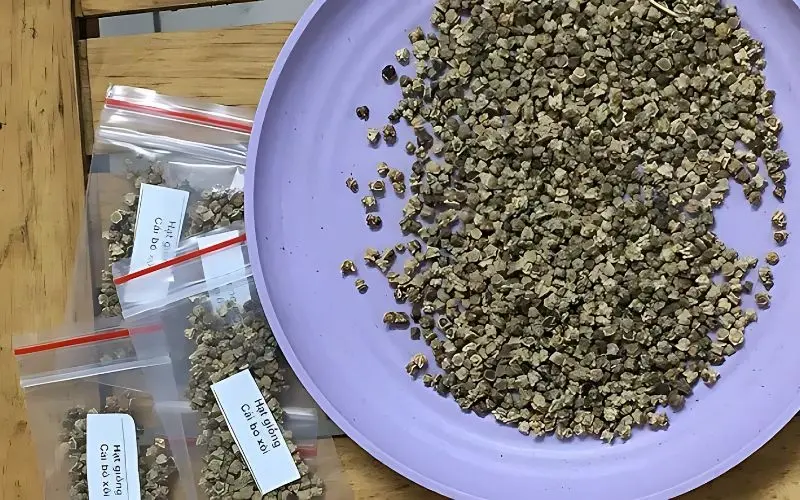Choosing quality spinach seeds helps plants grow uniformly and healthily