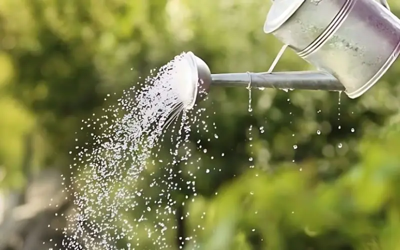Regular daily watering helps spinach stay fresh and healthy