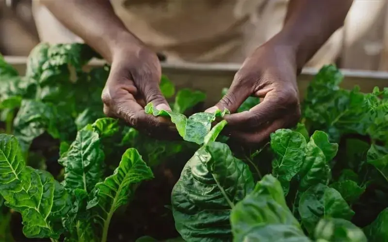 Monitor regularly to detect early and treat spinach pests and diseases