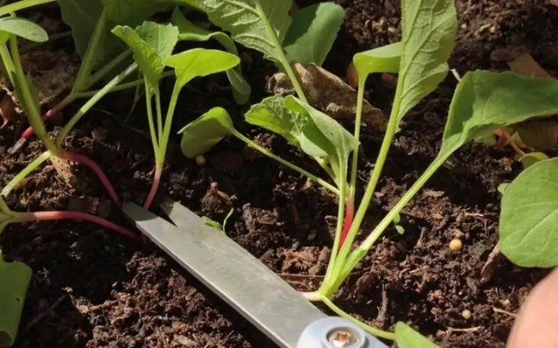 Items needed for preparing to grow spinach from the base