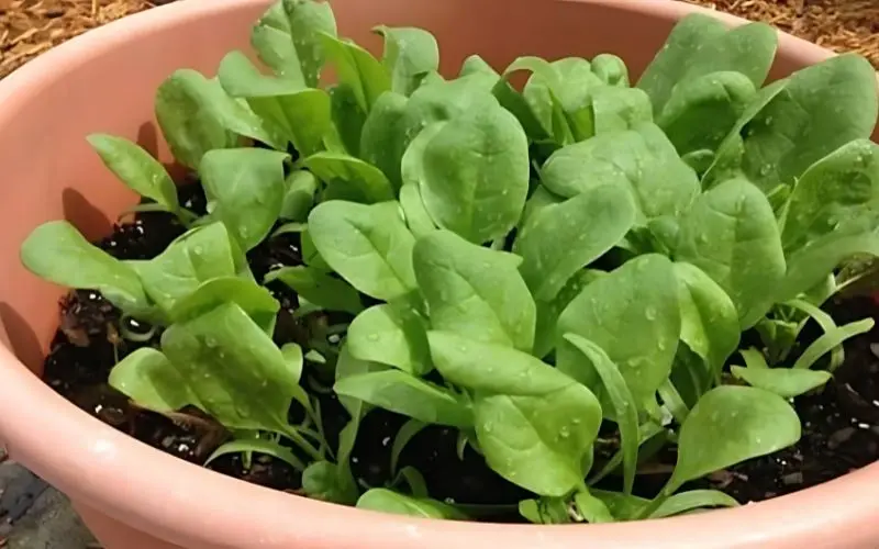 Place the plant in a sunny spot and water regularly for stable spinach growth