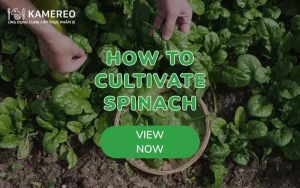 How to Grow Heat-Tolerant Spinach Easily, Growing Like Weeds at Home