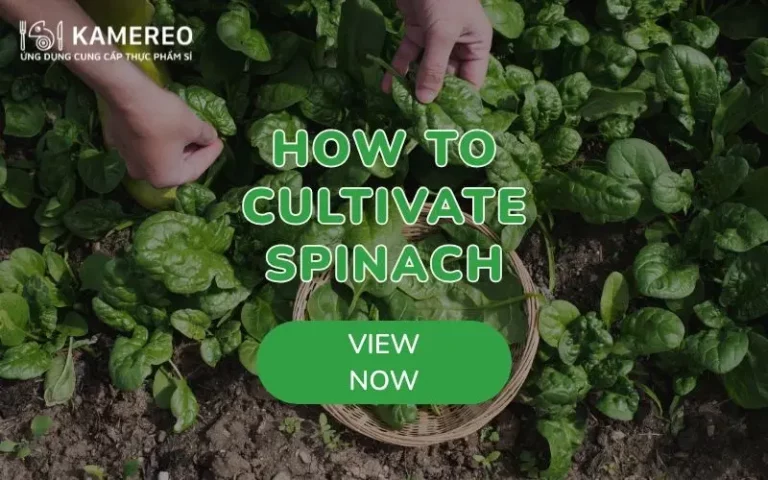 How to Grow Heat-Tolerant Spinach Easily, Growing Like Weeds at Home