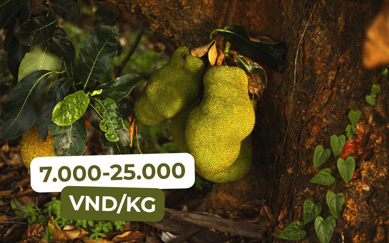 Current jackfruit prices on the market range from 7,000 to 25,000 VND/kg