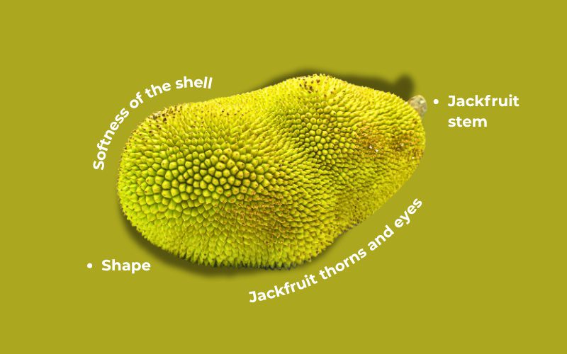 Tips to help you choose naturally ripened jackfruit with rich flavor