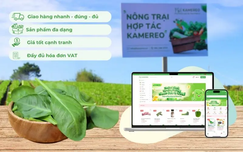 Kamereo cung cấp cải bó xôi tươi ngon, rõ nguồn gốc và đầy đủ hóa đơn VAT