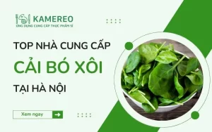 Mua cải bó xôi ở đâu Hà Nội tươi ngon, giá tốt?