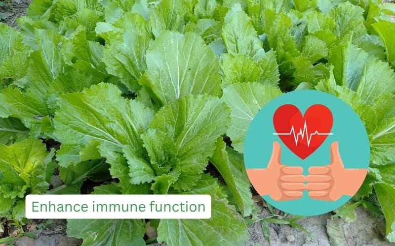 Vitamin C and antioxidants in mustard greens strongly support immunity