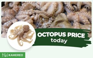 How Much is Octopus per kg? Latest Octopus Prices