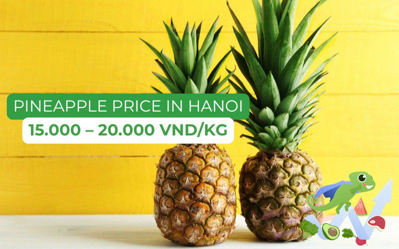 The pineapple price in Hanoi ranges from 15,000 to 20,000 VND/kg
