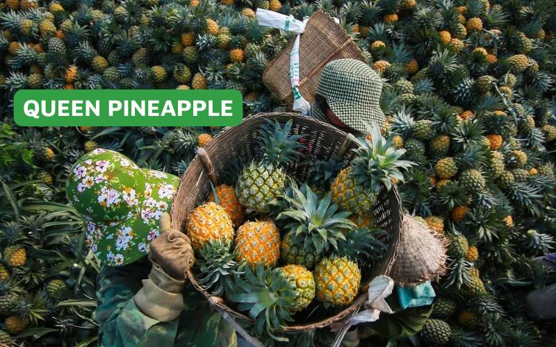 The Queen pineapple variety is widely grown in Tan Phuoc District, Tien Giang