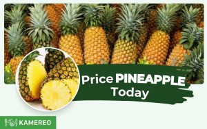 How much is pineapple per kg? Today's pineapple price