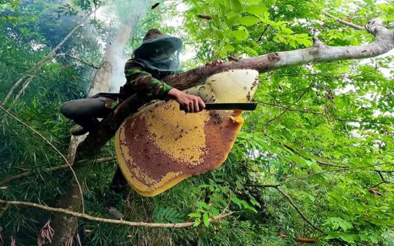Wild honey has a higher viscosity than farmed honey