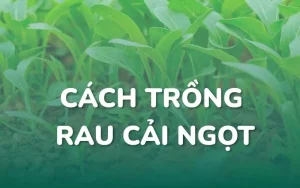 Cách trồng rau cải ngọt đơn giản, đúng kỹ thuật tại nhà