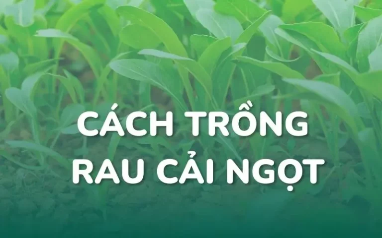 Cách trồng rau cải ngọt đơn giản, đúng kỹ thuật tại nhà