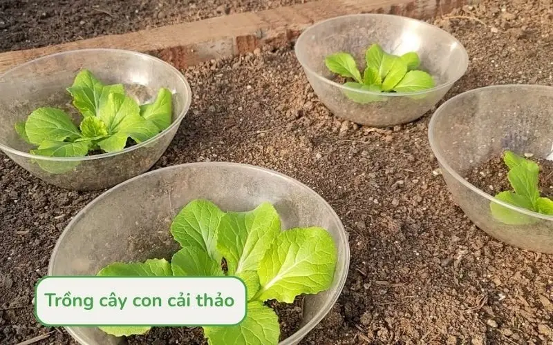 Chọn cây con khỏe mạnh để trồng vào thùng xốp