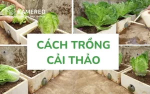 Cách trồng cải thảo​ trong thùng xốp tại nhà lớn nhanh