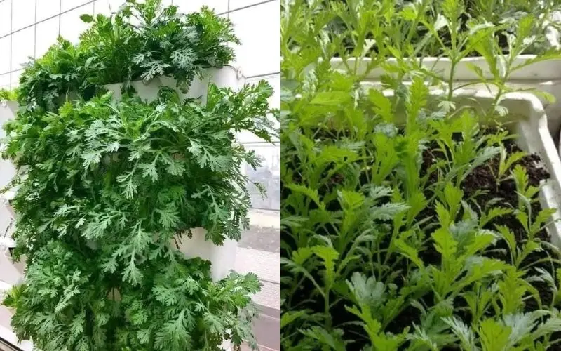 Rau cải cúc có thể trồng trong chậu hoặc thùng xốp tại nhà