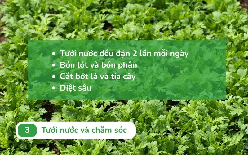 Tưới nước và bón phân đúng lúc giúp cây tần ô non bén rễ và sinh trưởng tốt