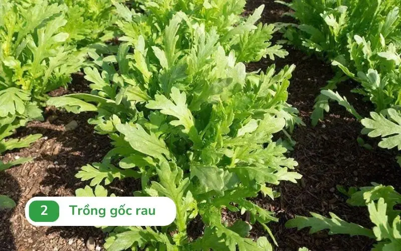 Chôn gốc rau tần ô vào đất với độ sâu khoảng 2-3cm