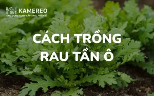 Cách trồng rau tần ô (cải cúc) trong thùng xốp, chậu nhanh lên, xanh mướt tại nhà