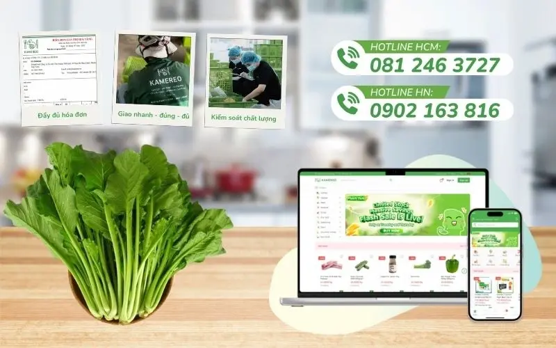 Kamereo cung cấp nguồn cải ngọt chất lượng, giá tốt cho doanh nghiệp F&B