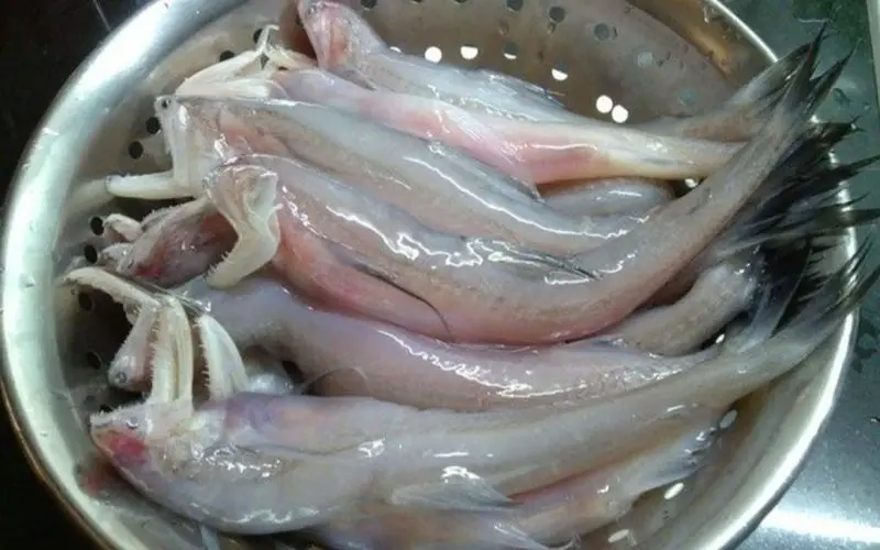 Fresh dried goby fish has clear eyes, pink gills, and a shiny body