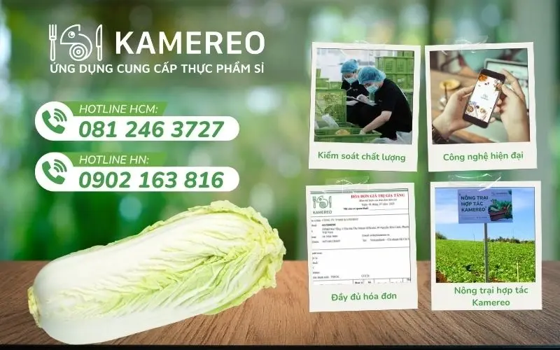 Kamereo cung cấp cải thảo tươi ngon, chất lượng cao, giá thành cạnh tranh