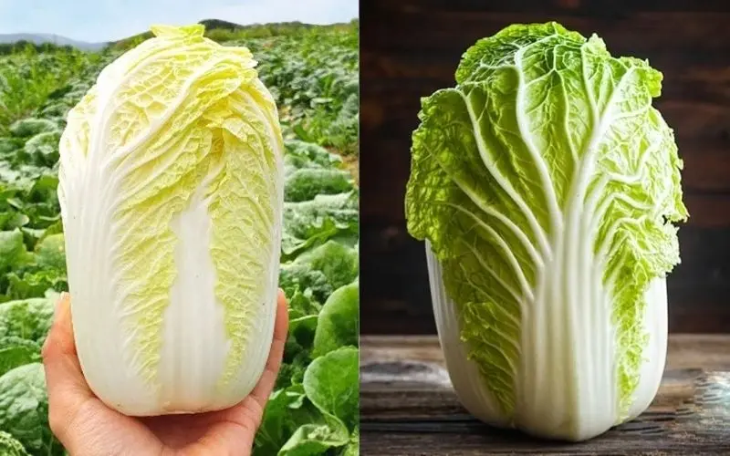 Cải thảo trắng ngọt mềm dễ chế biến, cải thảo xanh giòn dai nhiều chất xơ