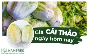 Giá cải thảo hôm nay bao nhiêu 1kg? Cập nhật giá bắp cải thảo 24h qua