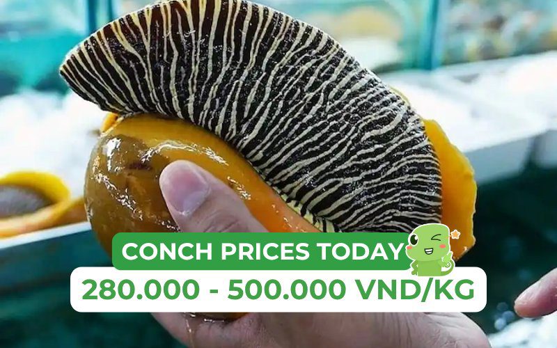 Conch Prices Range From 280,000 to 500,000 VND/kg